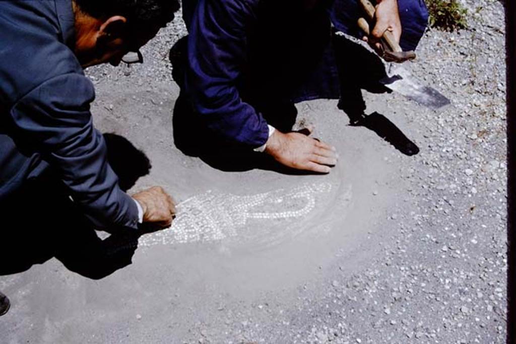 VII.16.15 Pompeii. 1964. Mosaic being uncovered for the photo by Dr. Giordano and his workers.   Photo by Stanley A. Jashemski.
Source: The Wilhelmina and Stanley A. Jashemski archive in the University of Maryland Library, Special Collections (See collection page) and made available under the Creative Commons Attribution-Non Commercial License v.4. See Licence and use details.
J64f0852
