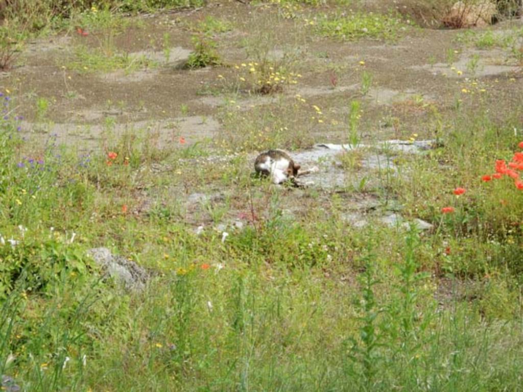 Santuario extraurbano del Fondo Iozzino. May 2018. Cat looking after the temple.
Photo courtesy of Buzz Ferebee.