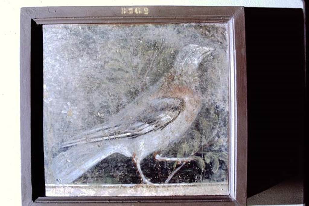 PA.10. Fragment of a garden painting of a bird on a balustrade. "From Pompeii" the same wall as inventory number 9705. Where from? 1968. Photo by Stanley A. Jashemski. 
Source: The Wilhelmina and Stanley A. Jashemski archive in the University of Maryland Library, Special Collections (See collection page) and made available under the Creative Commons Attribution-Non Commercial License v.4. See Licence and use details.
J68f0785
Now in Naples Archaeological Museum. Inventory number 8762.
