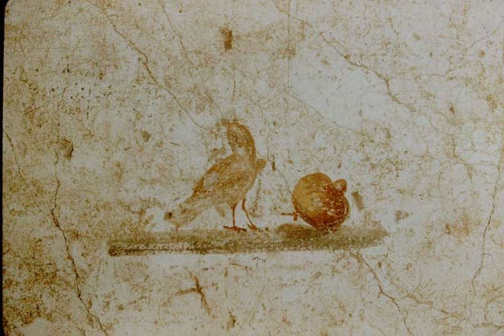 I.7.5 Pompeii. 1957. Painting of bird with fruit from west end of north wall of cubiculum.
Photo by Stanley A. Jashemski.
Source: The Wilhelmina and Stanley A. Jashemski archive in the University of Maryland Library, Special Collections (See collection page) and made available under the Creative Commons Attribution-Non Commercial License v.4. See Licence and use details.
J57f0236
