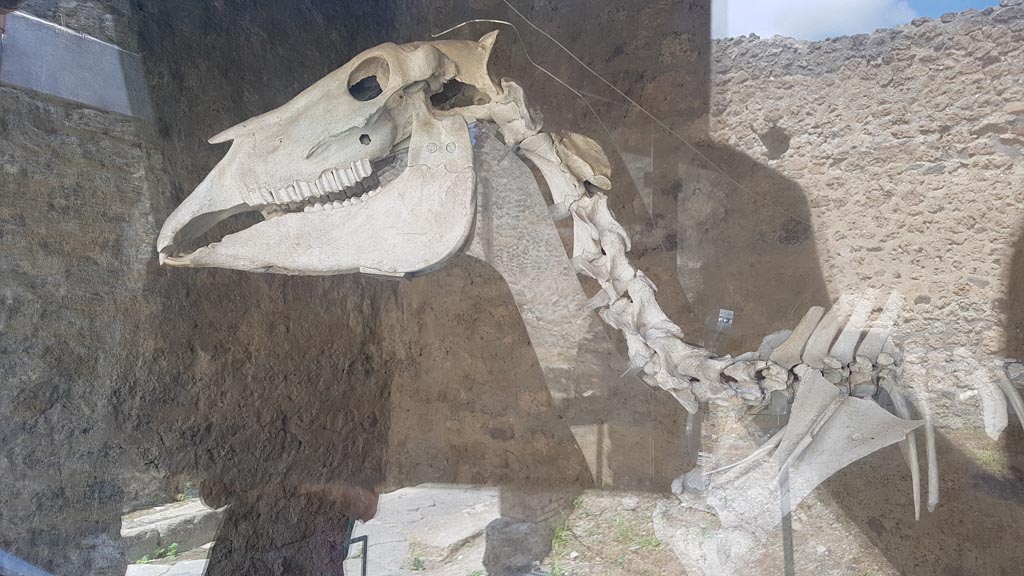 I.8.12 Pompeii. August 2023. Detail of skull of skeleton of horse, or donkey. Photo courtesy of Maribel Velasco.