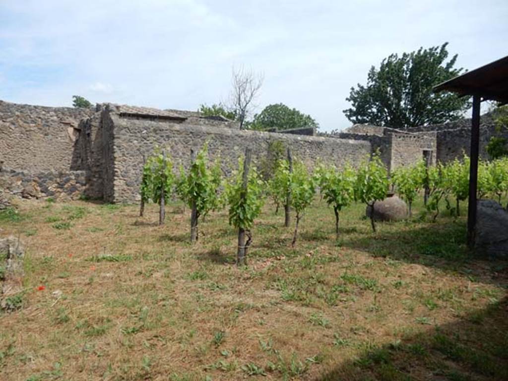 I.11.10 Pompeii. May 2017. Looking north-east across garden area now replanted as a vineyard. Photo courtesy of Buzz Ferebee.