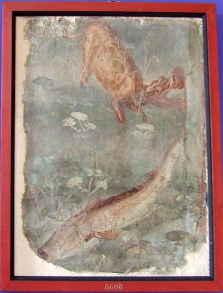 II.4.6 Pompeii. Fresco fragment showing a hippopotamus and a large fish.
Now in Naples Archaeological Museum. Inventory number 8608.
