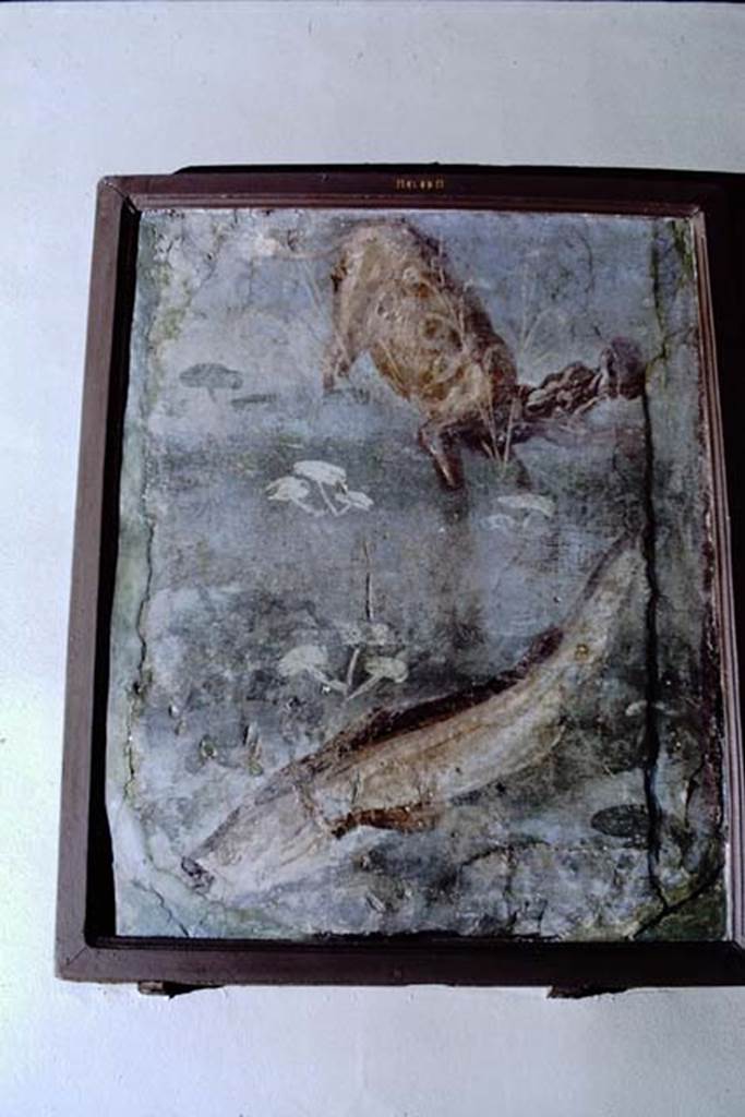 II.4.6 Pompeii. 1968. Fragment now in Naples Museum showing a hippopotamus and a large fish. Photo by Stanley A. Jashemski.
Source: The Wilhelmina and Stanley A. Jashemski archive in the University of Maryland Library, Special Collections (See collection page) and made available under the Creative Commons Attribution-Non Commercial License v.4. See Licence and use details. J68f0782
Now in Naples Archaeological Museum.  Inventory number 8608.
