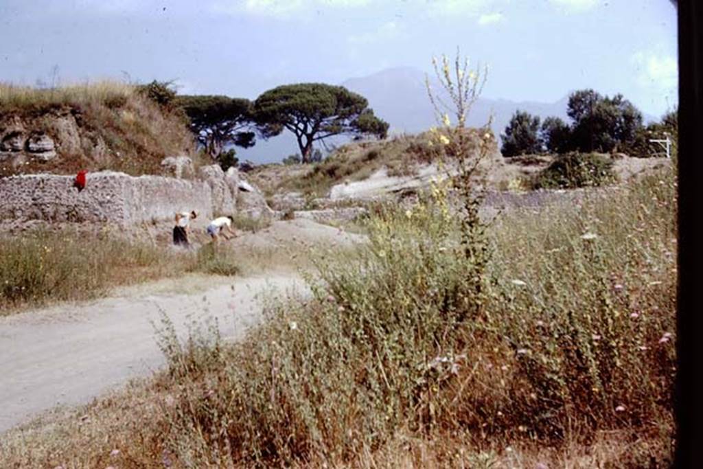 II.5 Pompeii. 1966. Looking north towards the east wall of the unexcavated structure in north-west corner. Wilhelmina’s first complete row of small root cavities were found along this east wall. Photo by Stanley A. Jashemski.
Source: The Wilhelmina and Stanley A. Jashemski archive in the University of Maryland Library, Special Collections (See collection page) and made available under the Creative Commons Attribution-Non Commercial License v.4. See Licence and use details.
J66f0405
