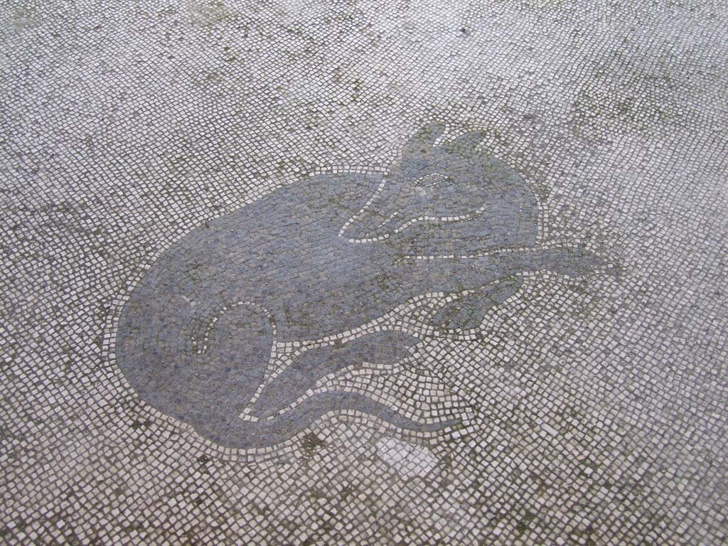 V.1.26  Pompeii.  March 2009.  Mosaic of dog

