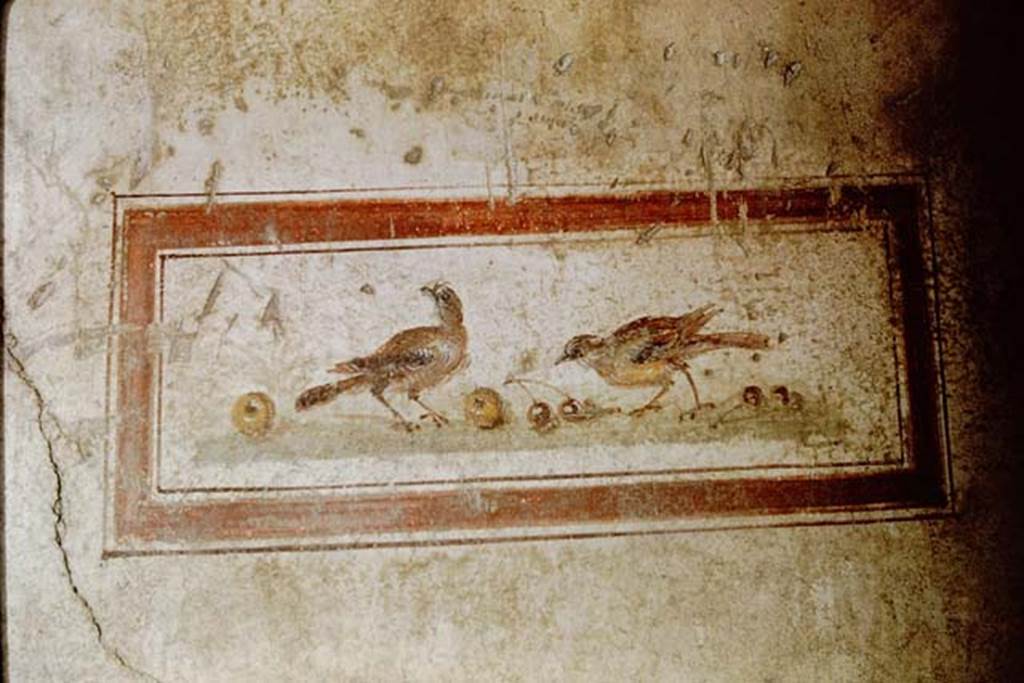 VI.15.8 Pompeii. 1961. North wall of the portico. Panel showing birds with fruit. Photo by Stanley A. Jashemski.
Source: The Wilhelmina and Stanley A. Jashemski archive in the University of Maryland Library, Special Collections (See collection page) and made available under the Creative Commons Attribution-Non Commercial License v.4. See Licence and use details.
J61f0439
