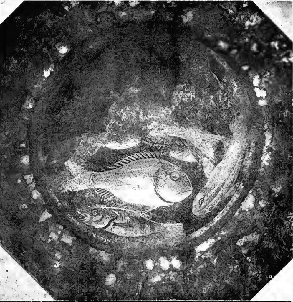 VII.6.38 Pompeii. 1910. Circular emblema that presents the figures of some fish in vermiculatum very finely executed.
According to Spano, one sees fish there, depicted so naturally that one would say with Martial (III, 35) that all you need is water to make them come to life.
See Notizie degli Scavi, 1910, p.555-7, fig. 1.