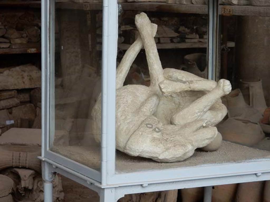 VII.7.29 Pompeii. May 2015. Plaster cast of dog, found in November 1874, chained and left behind in VI.14.20. Photo courtesy of Buzz Ferebee.
