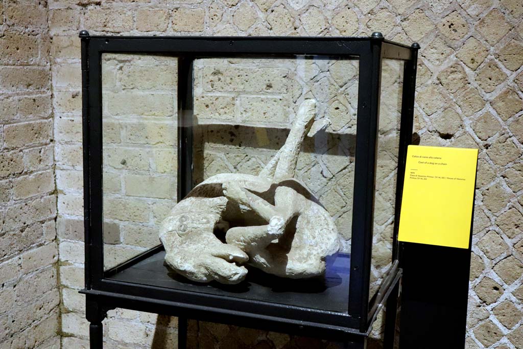 VIII.1.4 Pompeii Antiquarium. February 2021. 
Cast of a chained dog (from the House of Vesonius Primus (VI.14.20) 
who was caught by death while struggling with all his contracted sinews against the restricting chain. 
Photo courtesy of Fabien Bivre-Perrin (CC BY-NC-SA).
