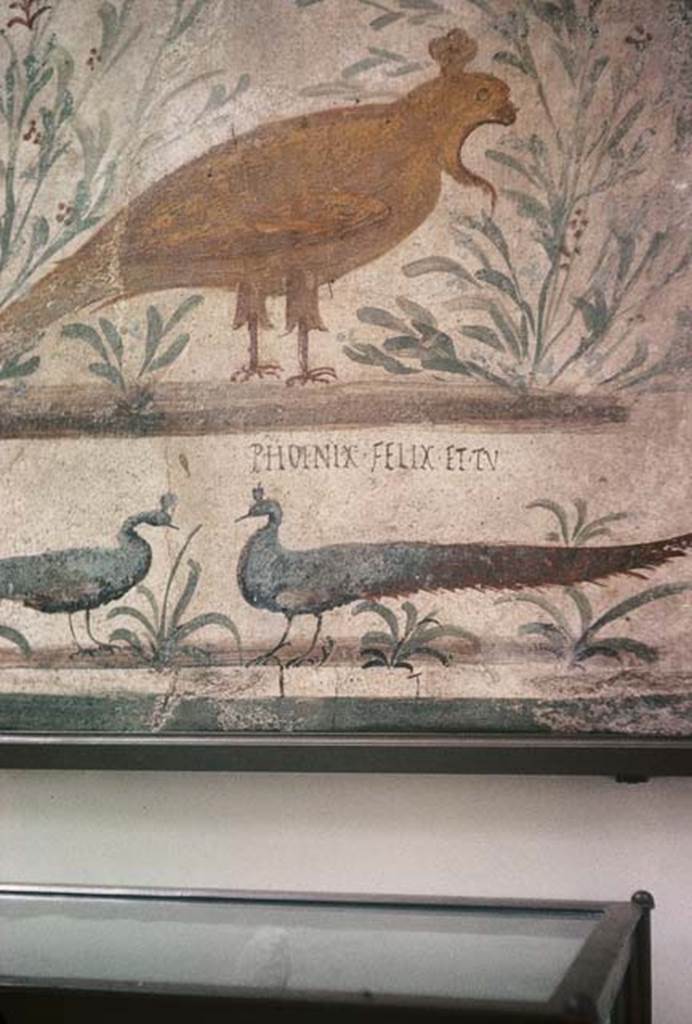 VIII.1.4, Antiquarium, Pompeii.  August 1965. The Inn Sign from I.11.10/11, had a painting of a phoenix with 2 peacocks and the welcoming inscription PHOENIX FELIX ET TU. Photo courtesy of Rick Bauer.
