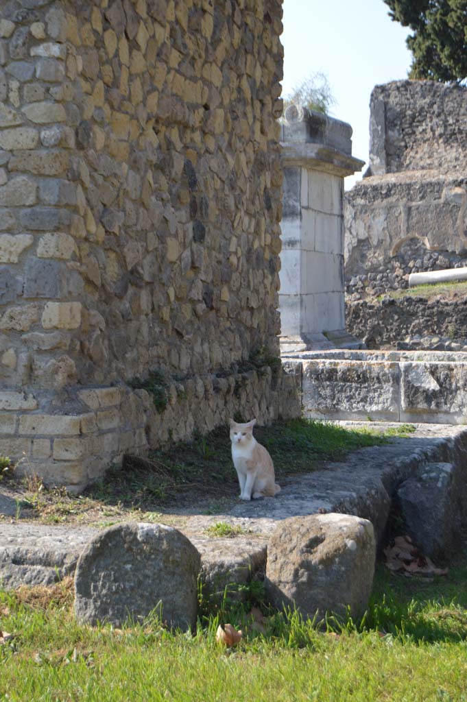HGE34 Pompeii. October 2017. 
Looking north along east side of tomb, with a pretty interested bystander !!
Foto Taylor Lauritsen, ERC Grant 681269 DÉCOR.

