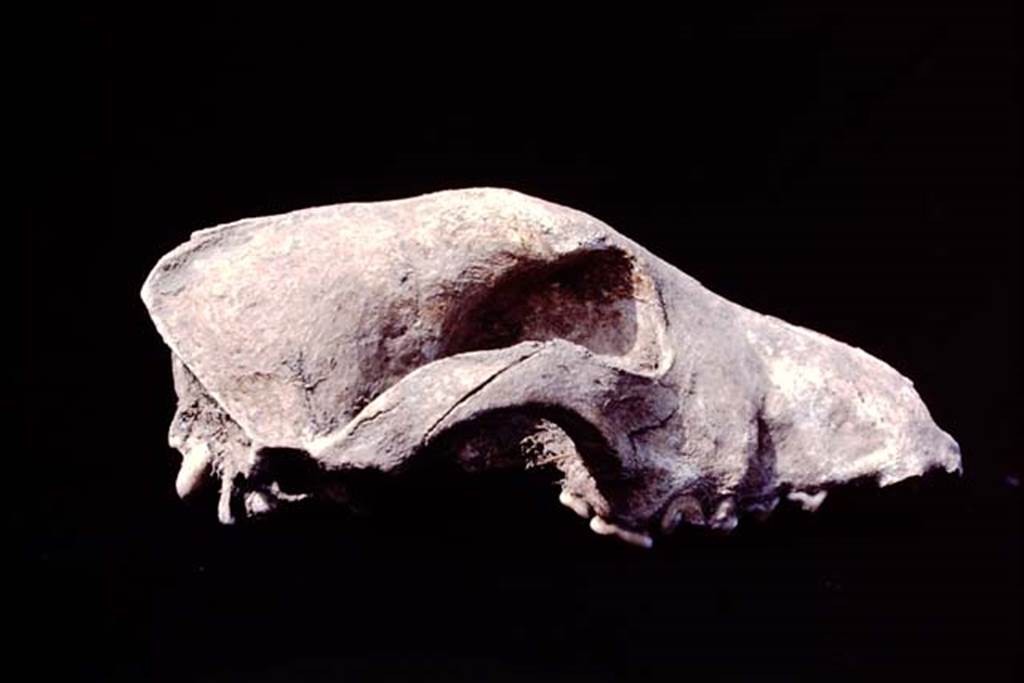 Oplontis, c.1977. Skeleton of a dog’s skull which was found near the large tree-root cavities in the north garden.
Source: The Wilhelmina and Stanley A. Jashemski archive in the University of Maryland Library, Special Collections (See collection page) and made available under the Creative Commons Attribution-Non Commercial License v.4. See Licence and use details. Oplo0254

